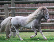 Hobby Horse Fabio