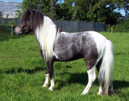 Hobby Horse Fabio