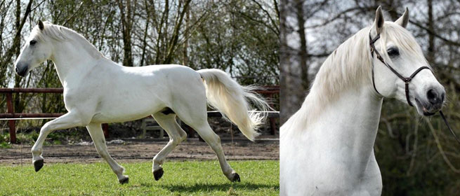 Nederlands Mini Paarden Registratie Stamboek