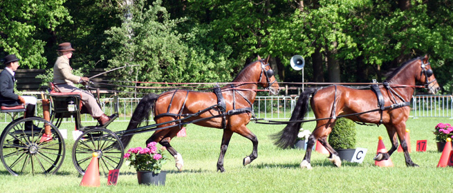 Nederlands Welsh Pony & Cob Stamboek