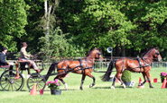 Nederlands Welsh Pony & Cob Stamboek